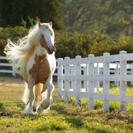 Паломино лошади (39 фото)