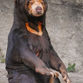 Бируанг медведь (40 фото)