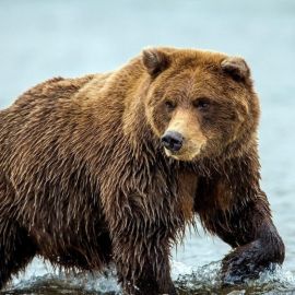Сибирский бурый медведь (32 фото)