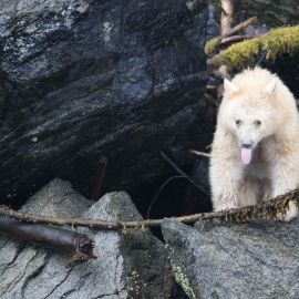 Кермодский медведь (32 фото)