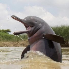 Индский дельфин (39 фото)