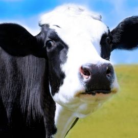 Голштинская корова (35 фото)