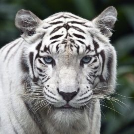 Белый тигр (37 фото)