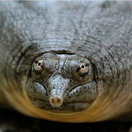 Мягкотелая черепаха (40 фото)