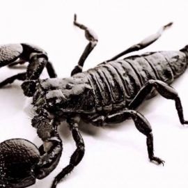 Черный скорпион (39 фото)