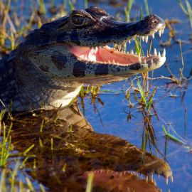 Кайман крокодил (35 фото)