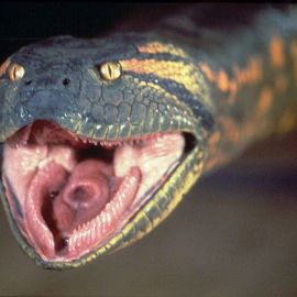 Страшные змеи (28 фото)