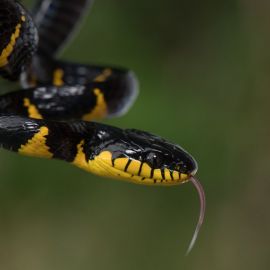 Бойга змея (39 фото)