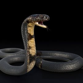 Черная кобра (37 фото)