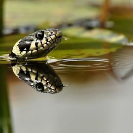 Водные змеи (38 фото)