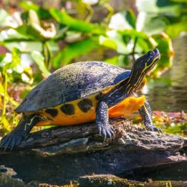 Красноухая пресноводная черепаха (39 фото)