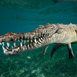 Морской крокодил (32 фото)