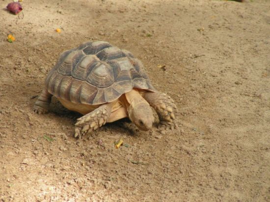 Шпороносная черепаха (34 фото)