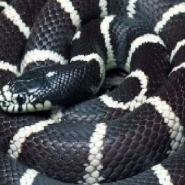 Калифорнийская королевская змея (34 фото)