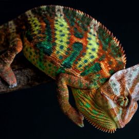 Обыкновенный хамелеон (39 фото)