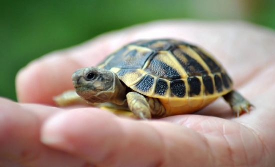 Мускусная черепаха (39 фото)