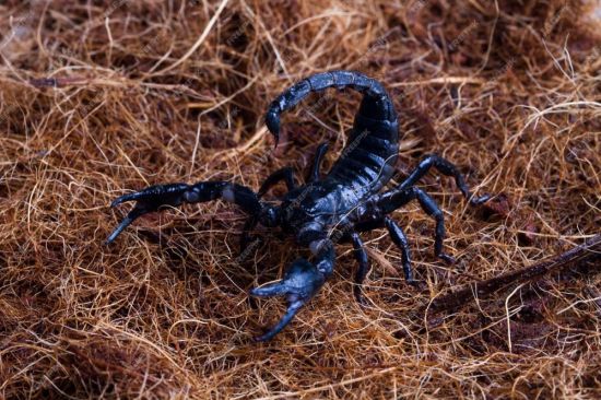 Крымский скорпион (33 фото)