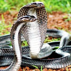 Кобра змея (39 фото)