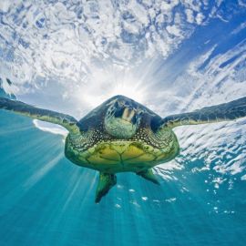 Водная черепаха (31 фото)