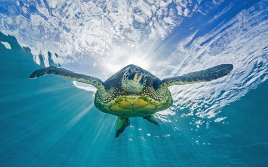Водная черепаха (31 фото)