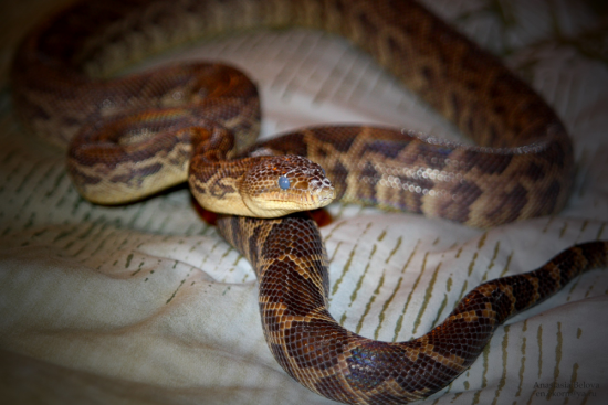 Змея маисовый полоз (36 фото)
