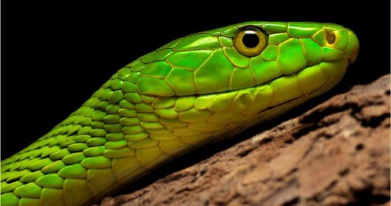 Зеленая мамба змея (31 фото)