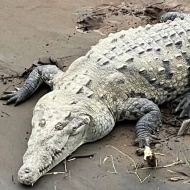 Американский крокодил (22 фото)