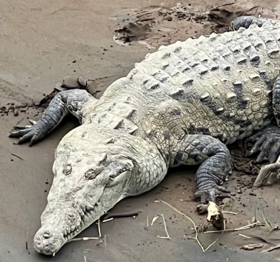 Американский крокодил (22 фото)