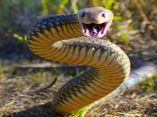 Тайпан змея (37 фото)