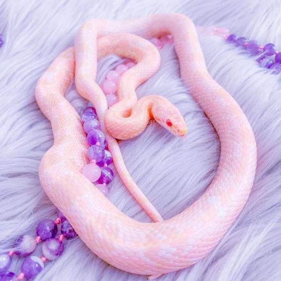 Фиолетовая змея (35 фото)