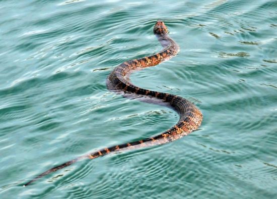 Змея белчера (26 фото)