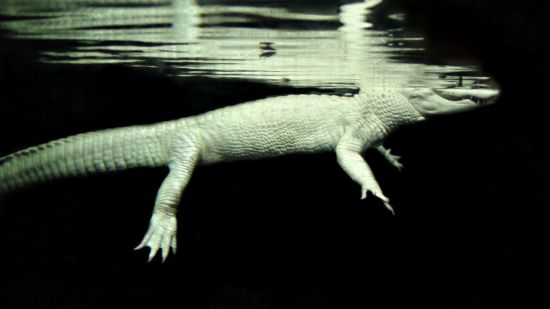 Крокодил альбинос (33 фото)