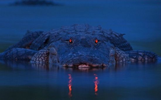 Аллигатор крокодил (19 фото)