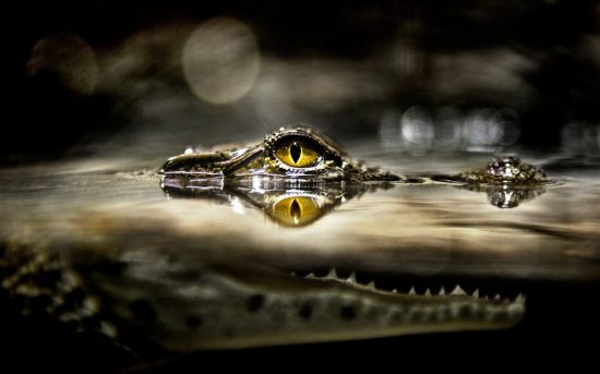 Черный крокодил (38 фото)