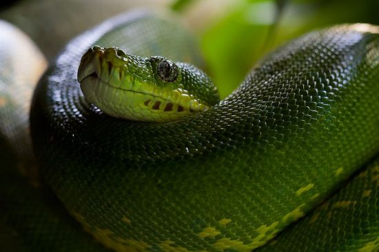 Питон змея (36 фото)