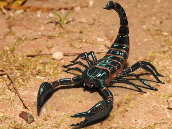 Королевский скорпион (37 фото)