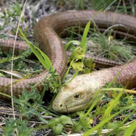 Желтопузик змея (35 фото)