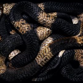 Шахматка змея (37 фото)