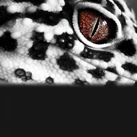 Ящерица эублефар (33 фото)