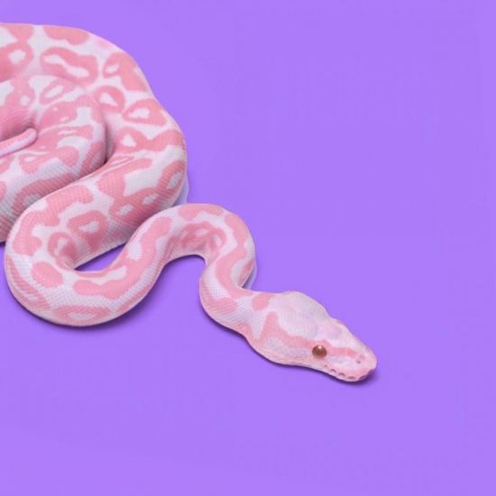 Розовая змея (40 фото)