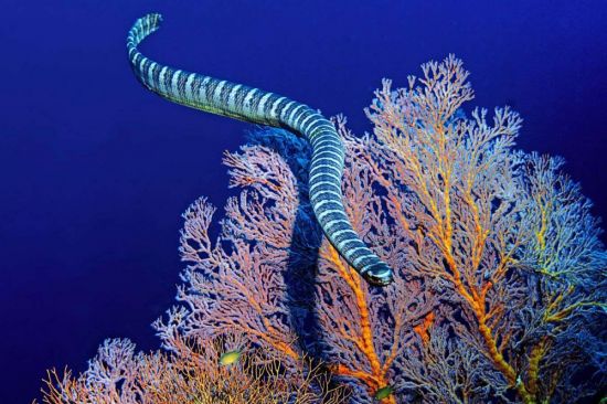 Морские змеи в черном море (30 фото)