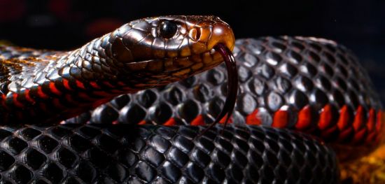 Черная змея (30 фото)