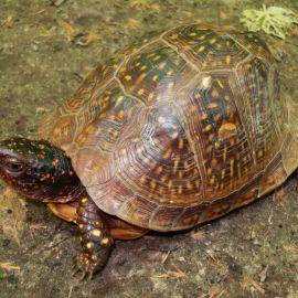 Коробчатые черепахи (35 фото)