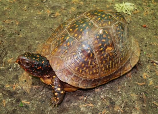 Коробчатые черепахи (35 фото)
