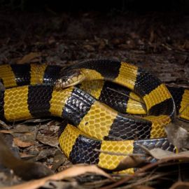 Черно желтая змея (28 фото)