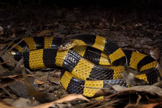 Черно желтая змея (28 фото)