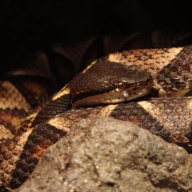 Щитомордник змея (23 фото)