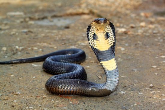 Аспиды ядовитые змеи (36 фото)