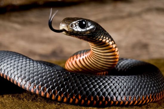 Ядовитая змея приморья (33 фото)