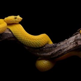 Змеи дагестана (28 фото)